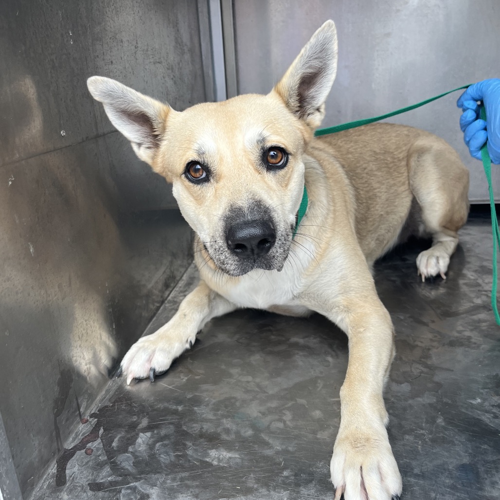 Shelter Stray Female Dog last seen , 2451 N Expressway 281, Edinburg, TX 78541, USA