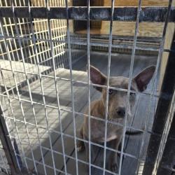 Shelter Stray Male Dog last seen , 2060 NE Rocky Ford Rd, Pinetta, FL 32350, USA