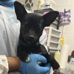 Shelter Stray Male Dog last seen , 2451 N Expressway 281, Edinburg, TX 78541, USA
