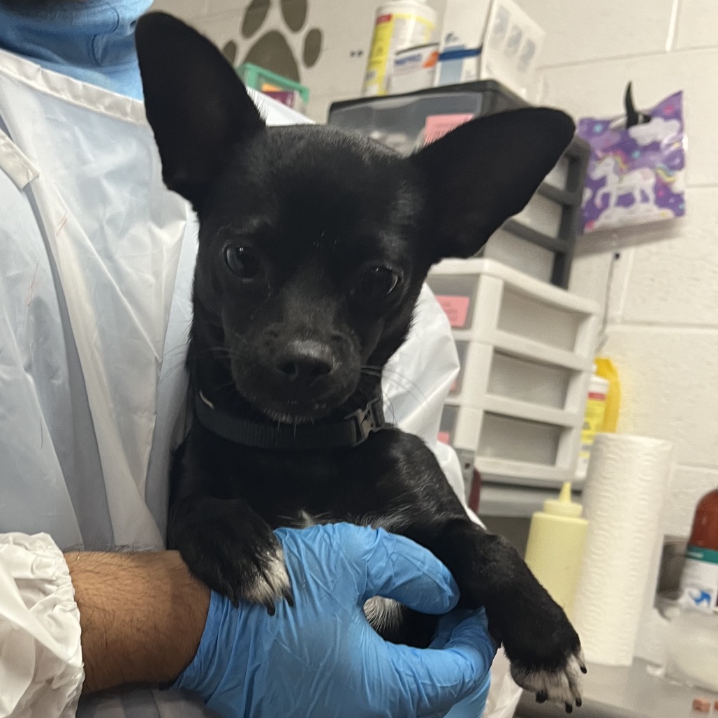 Shelter Stray Male Dog last seen , 2451 N Expressway 281, Edinburg, TX 78541, USA