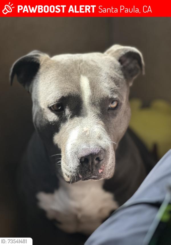 Lost Male Dog last seen a park idk, Santa Paula, CA 93060