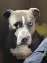 Lost Male Dog last seen a park idk, Santa Paula, CA 93060