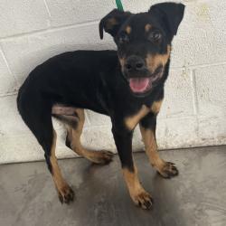 Shelter Stray Male Dog last seen , 2451 N Expressway 281, Edinburg, TX 78541, USA