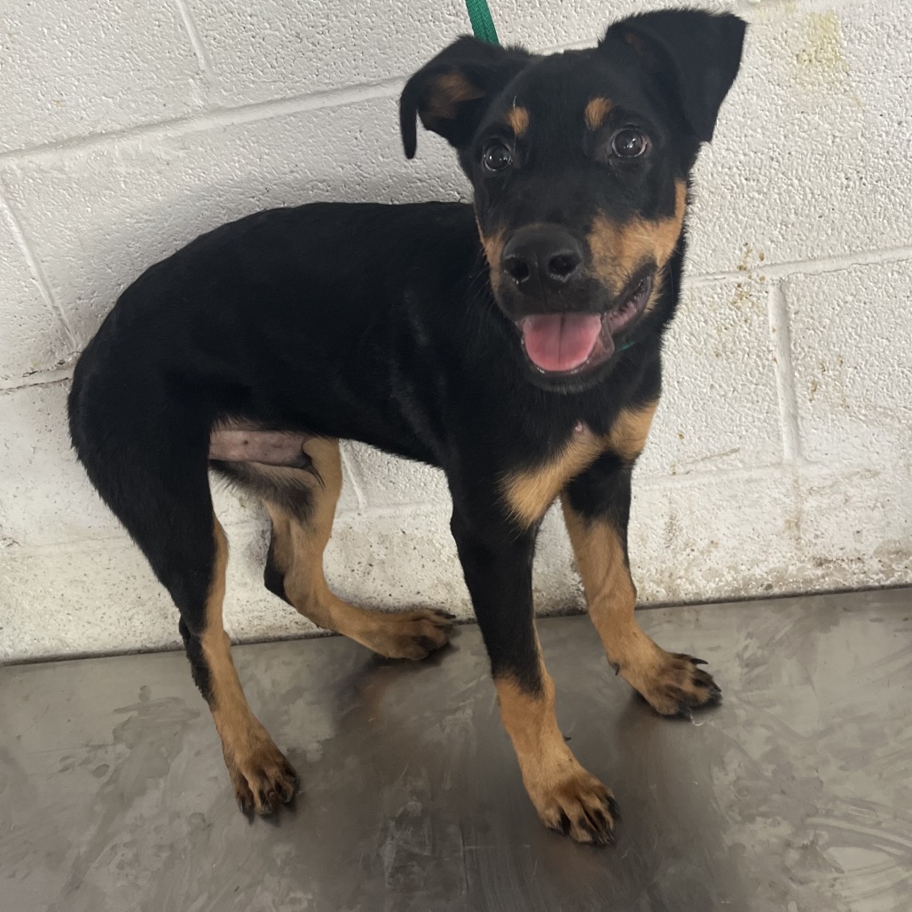 Shelter Stray Male Dog last seen , 2451 N Expressway 281, Edinburg, TX 78541, USA