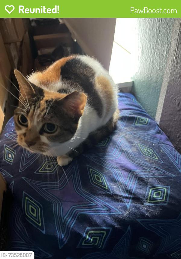 Reunited Female Cat last seen Vernier Woods and Centerlake Ln, Spring, TX 77379