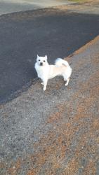 Found/Stray Unknown Dog last seen Near 130th st evertt, Everett, WA 98208