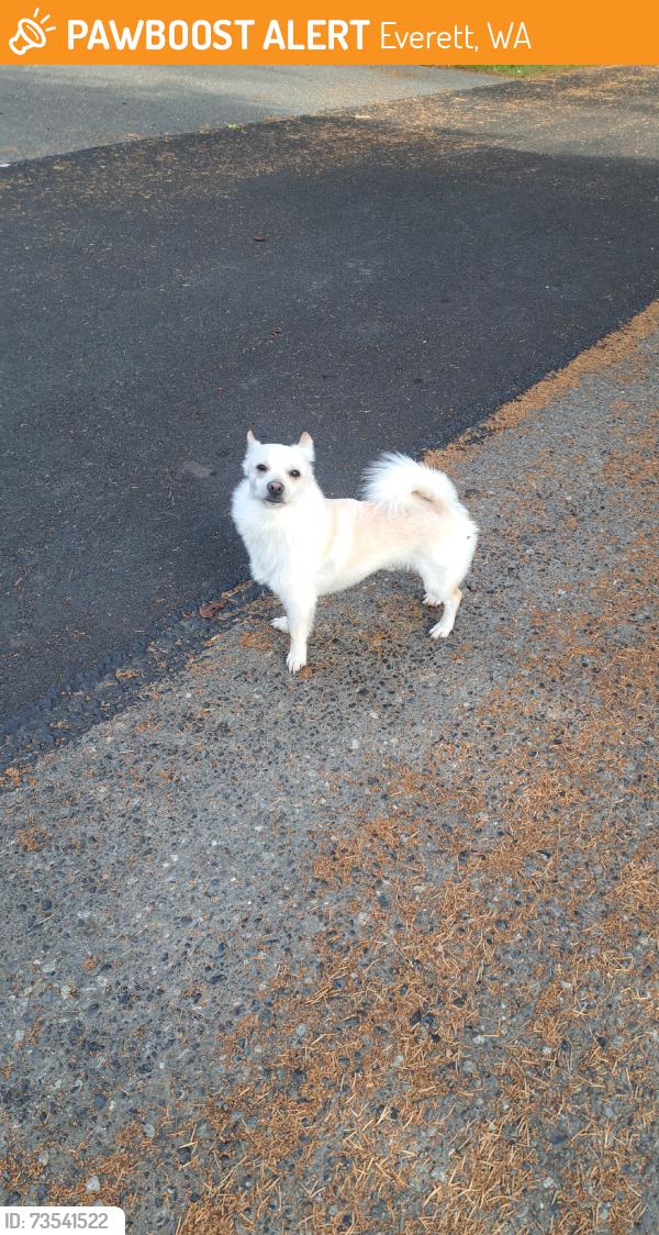 Found/Stray Unknown Dog last seen Near 130th st evertt, Everett, WA 98208