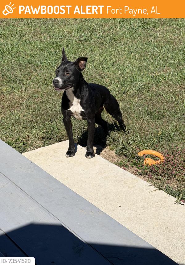 Found/Stray Unknown Dog last seen County road 78 fort Payne, Fort Payne, AL 35967