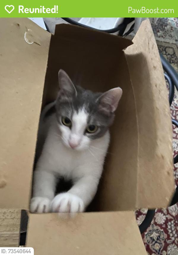 Reunited Male Cat last seen Legion Drive, Buck Destin Park, Destin, FL 32541