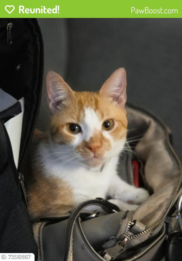 Reunited Male Cat last seen South 3rd and outer loop, Louisville, KY 40214
