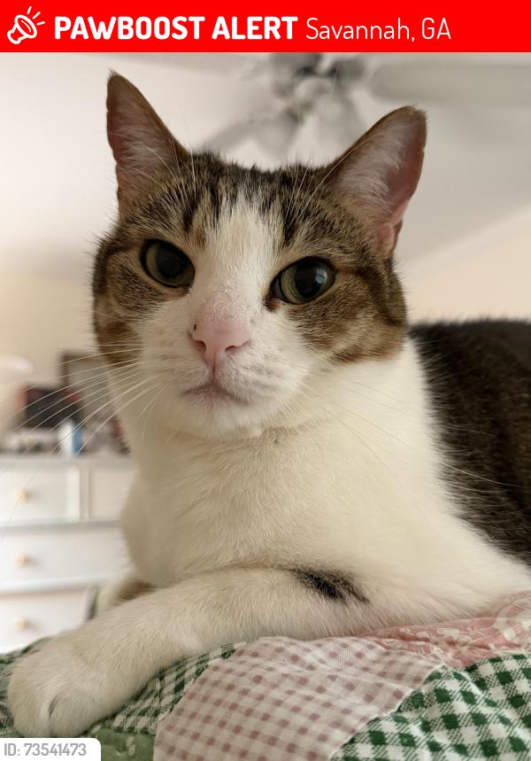 Lost Female Cat last seen Magnolia Ave, near Brogdon St, Savannah, GA 31406