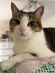 Lost Female Cat last seen Magnolia Ave, near Brogdon St, Savannah, GA 31406