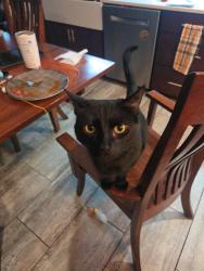 Reunited Male Cat last seen 79thand sunnyside, Lawrence, IN 46236