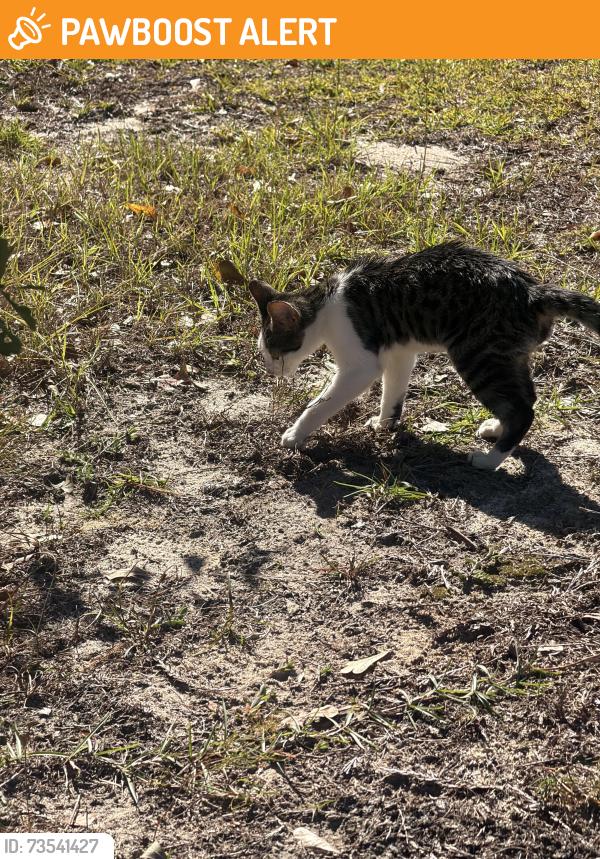 Found/Stray Unknown Cat last seen Angier, Johnston County, NC 27501