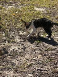 Found/Stray Unknown Cat last seen Angier, Johnston County, NC 27501