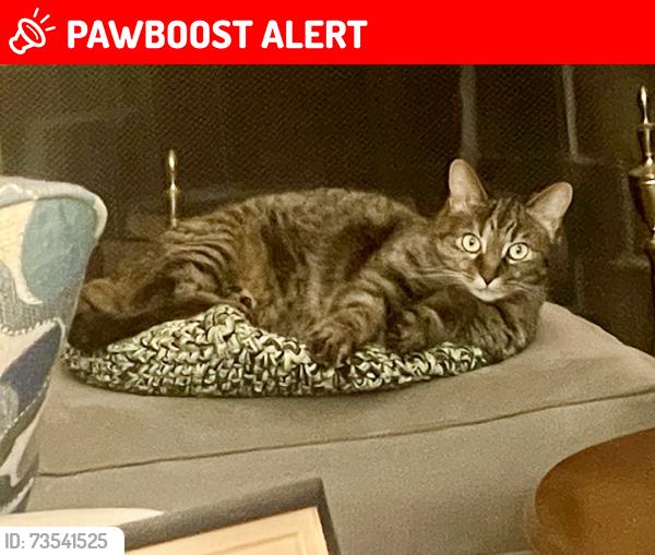 Lost Female Cat last seen Wst Chicago and Inkster, 1 block south of Westfield charter school, Redford Township, MI 48239