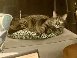 Lost Female Cat last seen Wst Chicago and Inkster, 1 block south of Westfield charter school, Redford Township, MI 48239