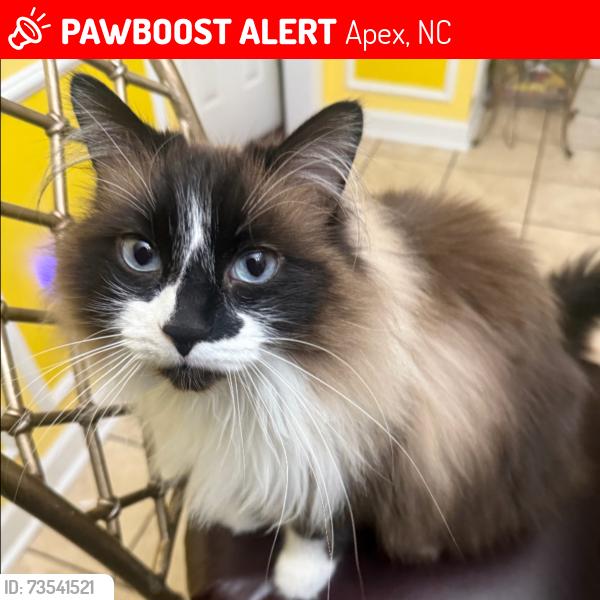 Lost Male Cat last seen Last seen near the intersection of Levering Mill Rd & Colby Chase Dr, off Smith Rd, Apex, NC 27539., Apex, NC 27539