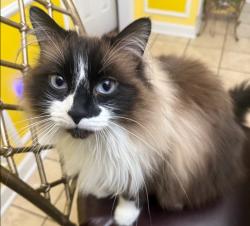 Lost Male Cat last seen Last seen near the intersection of Levering Mill Rd & Colby Chase Dr, off Smith Rd, Apex, NC 27539., Apex, NC 27539