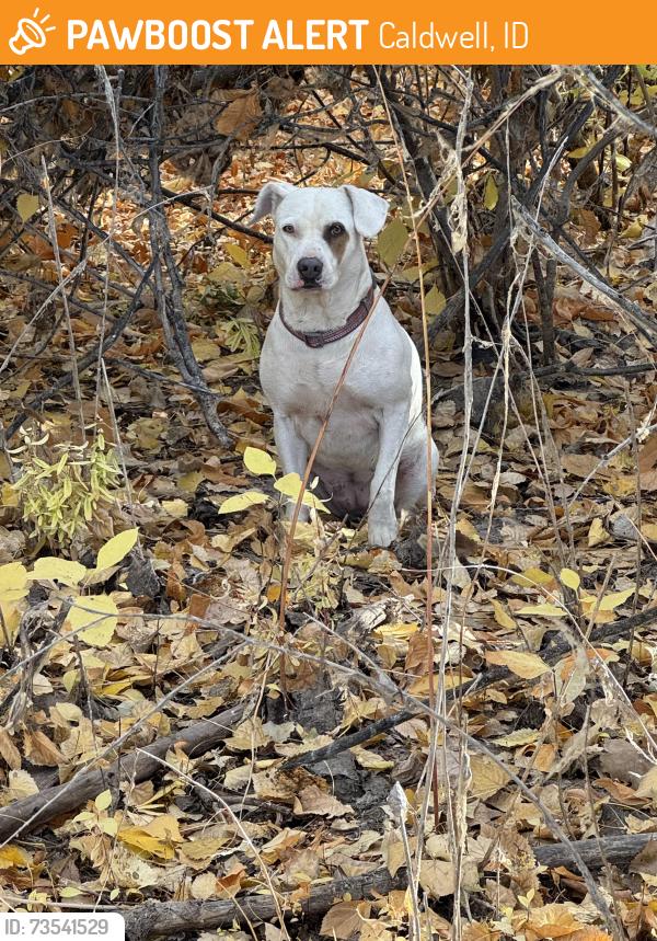 Found/Stray Female Dog last seen Lake Lowell, Caldwell, ID 83607