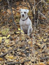 Found/Stray Female Dog last seen Lake Lowell, Caldwell, ID 83607