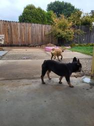Found/Stray Male Dog last seen Brooktree Park, Citrus Heights, CA 95621