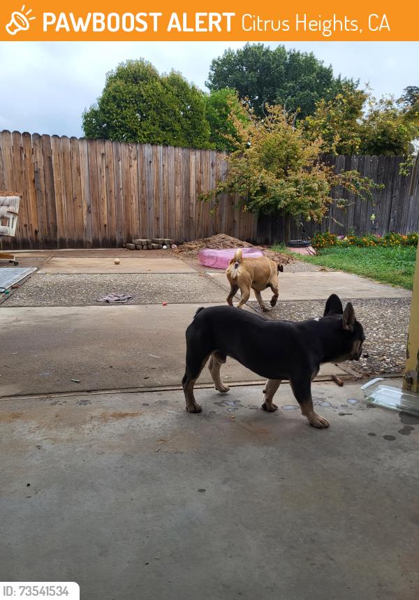 Found/Stray Male Dog last seen Brooktree Park, Citrus Heights, CA 95621