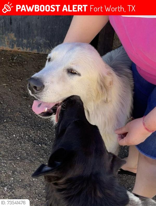 Lost Male Dog last seen Quick trip, Fort Worth, TX 76106