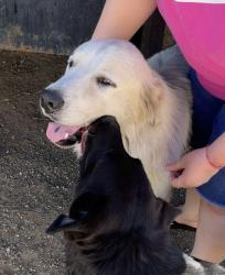 Lost Male Dog last seen Quick trip, Fort Worth, TX 76106
