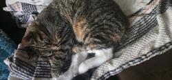Reunited Male Cat last seen 108th & Morgan, Greenfield, WI 53228