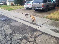 Found/Stray Female Dog last seen Brooktree Park, Citrus Heights, CA 95621