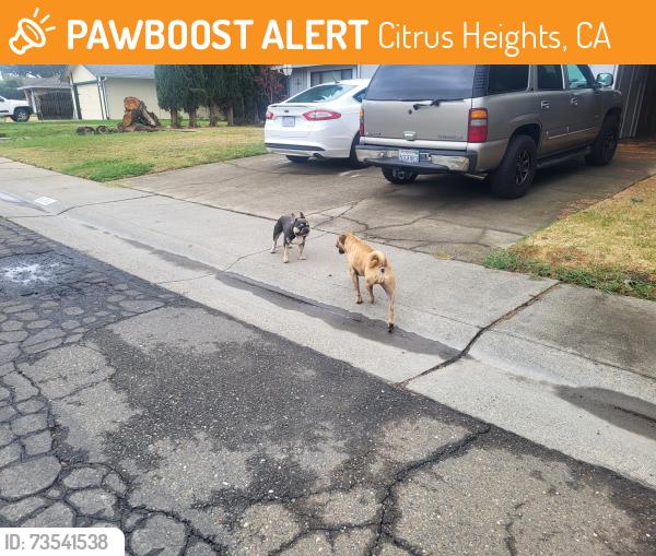 Found/Stray Female Dog last seen Brooktree Park, Citrus Heights, CA 95621