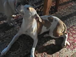 Found/Stray Female Dog last seen Scott St., Houston, TX 77021