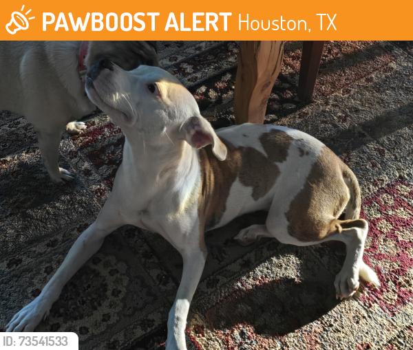 Found/Stray Female Dog last seen Scott St., Houston, TX 77021