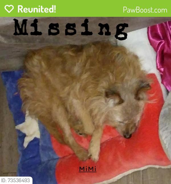 Reunited Female Dog last seen Chapin/ Waverley Park Elementary, Fort Worth, TX 76116