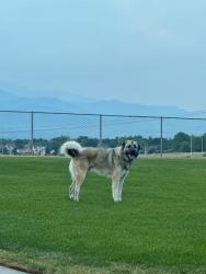 Lost Male Dog last seen Stoneybrook Blvd, Orlando, FL 32828
