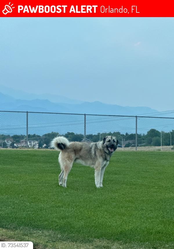 Lost Male Dog last seen Stoneybrook Blvd, Orlando, FL 32828
