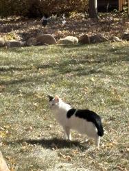 Lost Female Cat last seen S Marion Way and Panama, Centennial, CO 80121