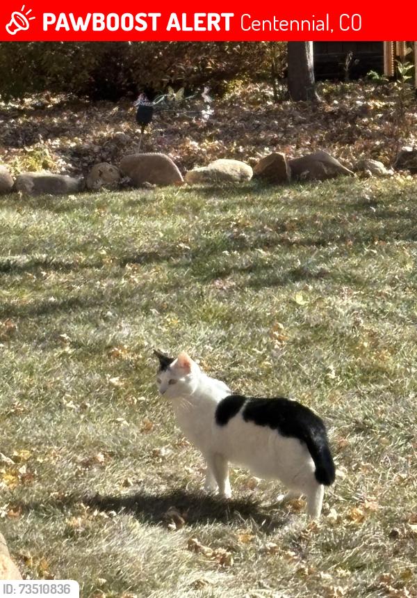 Lost Female Cat last seen S Marion Way and Panama, Centennial, CO 80121
