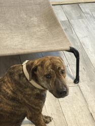 Reunited Male Dog last seen Close to Ollie’s shopping, Zephyrhills, FL 33542