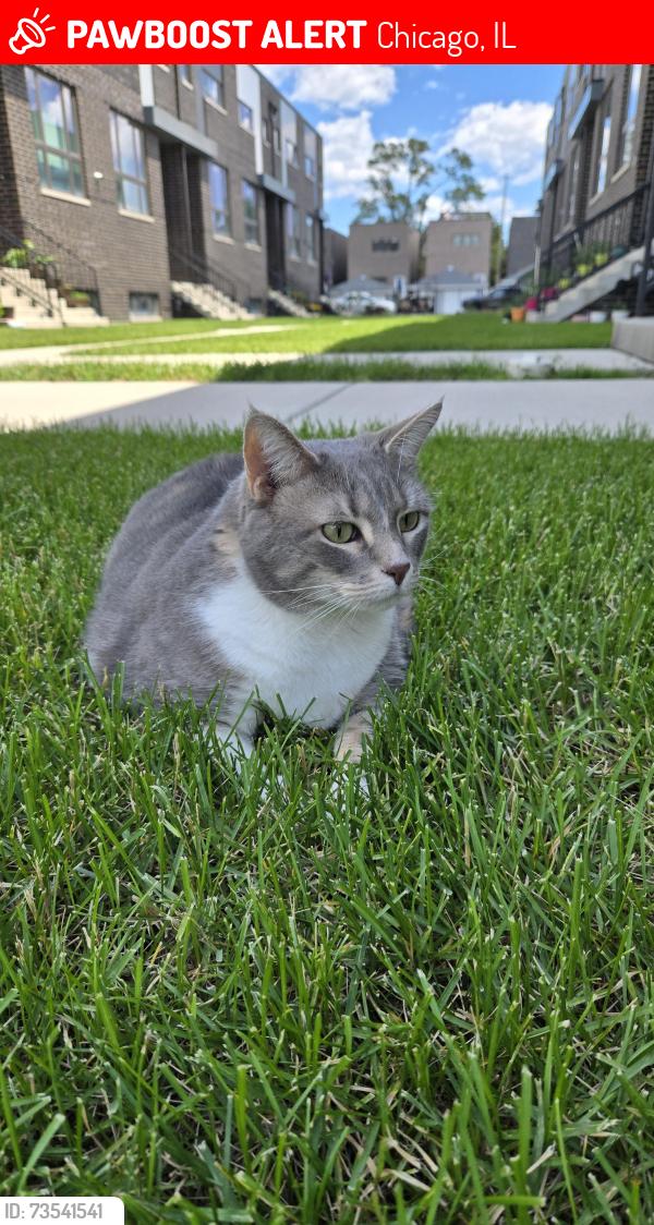 Lost Female Cat last seen By the townhouses of 26th and throop, Chicago, IL 60608