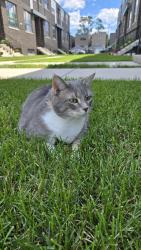 Lost Female Cat last seen By the townhouses of 26th and throop, Chicago, IL 60608