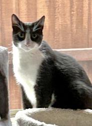 Reunited Male Cat last seen Near Moonglade Rd, Lavon, TX 75166