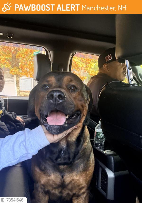 Found/Stray Male Dog last seen S Lincoln st, Manchester, NH 03103