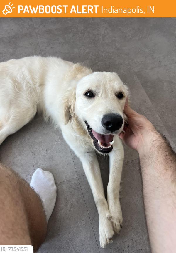 Found/Stray Female Dog last seen Intersection between Palmer St. and Shelby St., Indianapolis, IN 46203