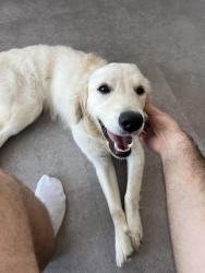 Found/Stray Female Dog last seen Intersection between Palmer St. and Shelby St., Indianapolis, IN 46203
