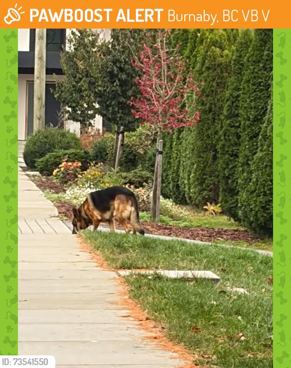 Found/Stray Male Dog last seen Cliff Avenue x Karen Street, Burnaby, BC V5B 2V7