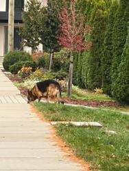 Found/Stray Male Dog last seen Cliff Avenue x Karen Street, Burnaby, BC V5B 2V7