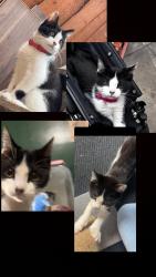 Lost Male Cat last seen Great horton park, West Yorkshire, England BD5 9LR