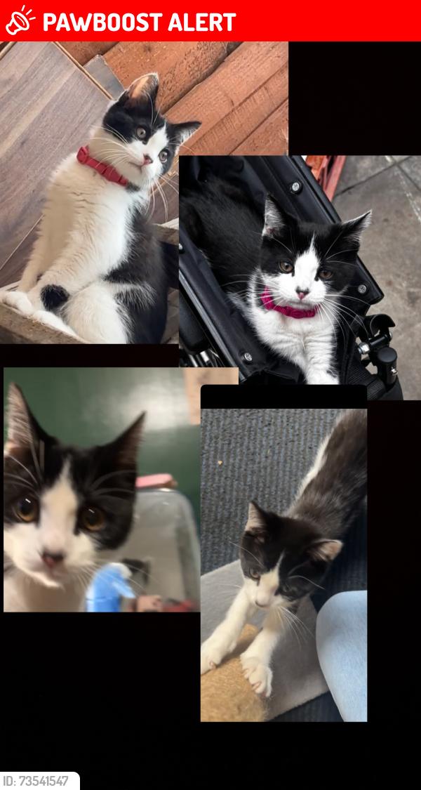 Lost Male Cat last seen Great horton park, West Yorkshire, England BD5 9LR